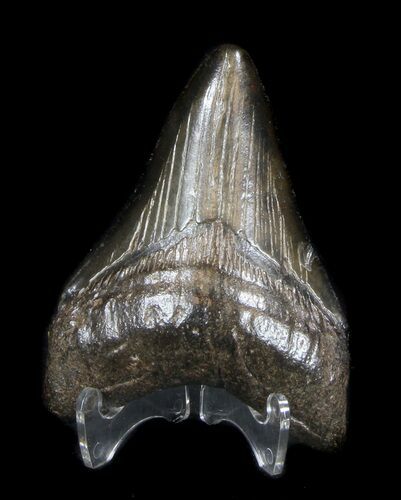 Black, Fossil Megalodon Tooth #36266